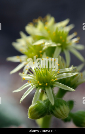 Houseleek Sempervivum Arachnoideum araignée fleur plante succulentes alpin Banque D'Images