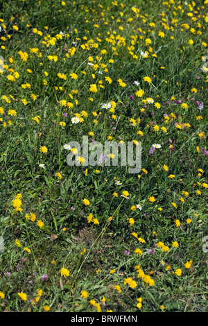 Fleurs de prairie y compris Rough Hawksbeard marguerite blanche et d'Orchidée tachetée commun Millers Dale Derbyshire, Angleterre Banque D'Images