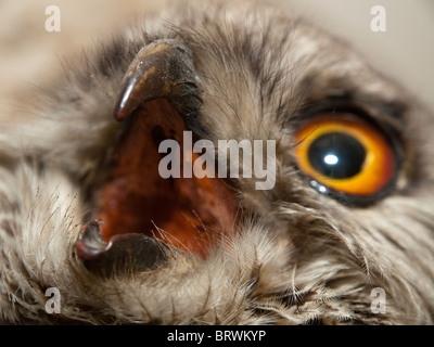 Close up d'un Grand-duc en peluche. Banque D'Images