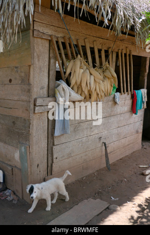 ECOTOPS LA BOLIVIE Projets en Alto Beni. Détails d'une ferme à Remolinos. photo : Sean Sprague Banque D'Images