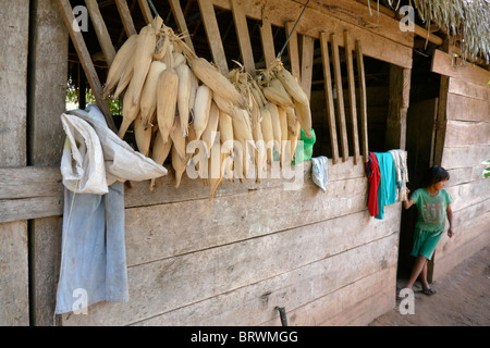 ECOTOPS LA BOLIVIE Projets en Alto Beni. Détails d'une ferme à Remolinos. photo : Sean Sprague Banque D'Images