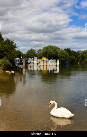 Cygne sur la Tamise avec serrure, Godstow Wolvercote en arrière-plan, Oxford, Oxfordshire, UK Banque D'Images