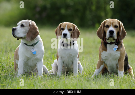 Beagle (Canis lupus familiaris). Trois individus assis à côté de l'autre sur un pré. Banque D'Images