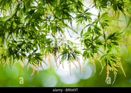 Close-up image de la belles couleurs d'automne de l'érable arbre feuilles japonais aussi connu sous le nom de l'Acer palmatum. Banque D'Images