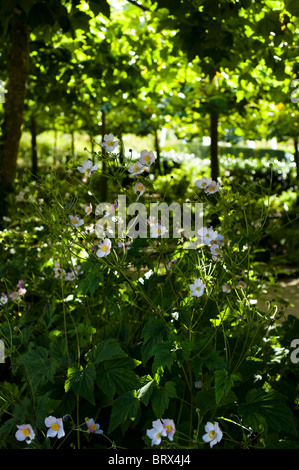 Les anémones du Japon, Anemone x hybrida à l'Eden Project à Cornwall, Royaume-Uni Banque D'Images