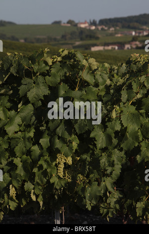 Vignoble de cognac, APPARTENANT À LA FAMILLE FRAPIN SITUÉE EN GRANDE CHAMPAGNE, SONNEVILLE-CAMPING NATURISTE LA GENÈSE, Charente (16), FRANCE Banque D'Images