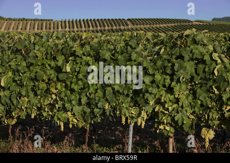 Vignoble de cognac, APPARTENANT À LA FAMILLE FRAPIN SITUÉE EN GRANDE CHAMPAGNE, SONNEVILLE-CAMPING NATURISTE LA GENÈSE, Charente (16), FRANCE Banque D'Images