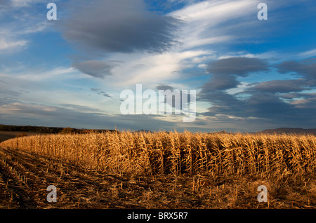 Champ de maïs, Auvergne, France, Europe Banque D'Images