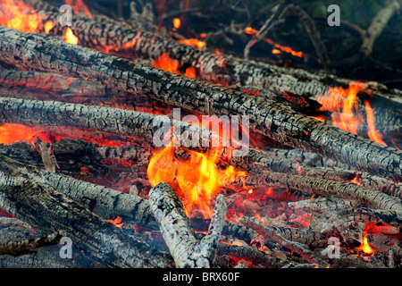 Libre de branches d'arbre brûlé dans un grand feu en plein air Banque D'Images