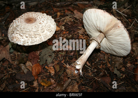 Champignons Macrolepiota rhacodes Shaggy Parasol prise à Eastham Country Park, Wirral, UK Banque D'Images