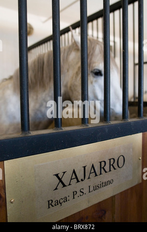 Coudelaria de Alter do Chao, le plus célèbre haras au Portugal. La plupart des chevaux sont Lusitanos Banque D'Images