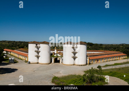 Coudelaria de Alter do Chao, le plus célèbre haras au Portugal. La plupart des chevaux sont Lusitanos Banque D'Images