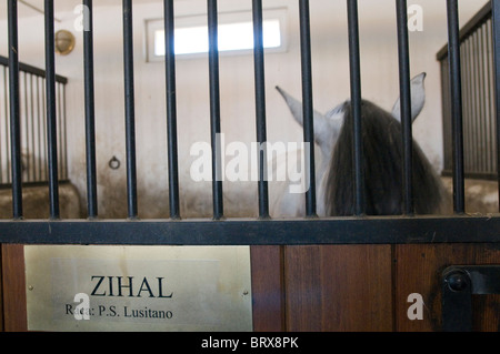 Coudelaria de Alter do Chao, le plus célèbre haras au Portugal. La plupart des chevaux sont Lusitanos Banque D'Images