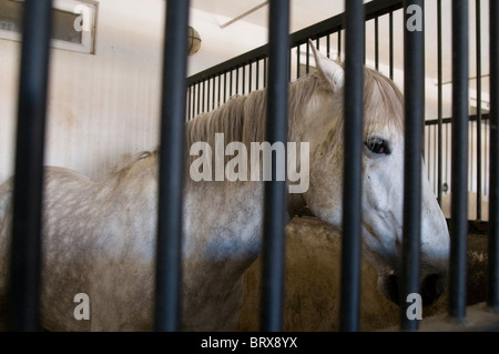 Coudelaria de Alter do Chao, le plus célèbre haras au Portugal. La plupart des chevaux sont Lusitanos Banque D'Images