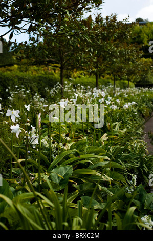 Blanc fleur frontière à l'Eden Project à Cornwall, Royaume-Uni Banque D'Images