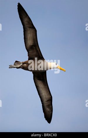 , L'albatros des Galapagos (Phoebastria irrorata), en vol, d'Espanola, Hood, île de l'archipel des Galapagos, site du patrimoine mondial de l'UNESCO Banque D'Images