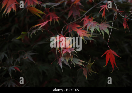 Close-up image de la belles couleurs d'automne de l'érable arbre feuilles japonais aussi connu sous le nom de l'Acer palmatum. Banque D'Images