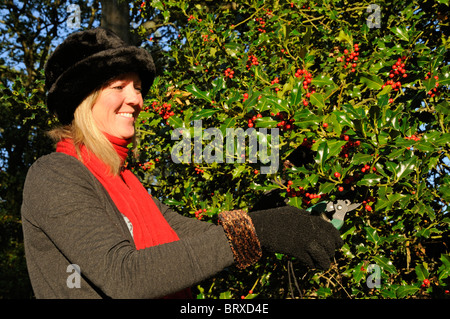 Woman cutting fruits rouges sur une branche de houx pour des décorations de Noël Les feuilles ont une utilisation médicinale dans le traitement des rhumes Banque D'Images