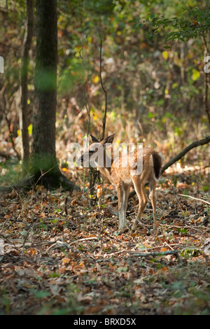 « doe whitetail » Banque D'Images