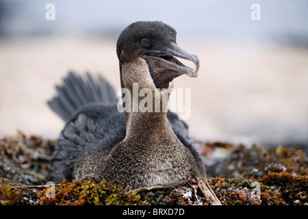 Cormoran aptère (Phalacrocorax harrisi), l'élevage sur son nid, Fernandina, Punta Espinosa, île, archipel des Galapagos Banque D'Images