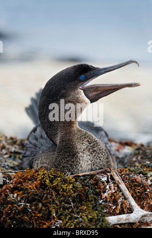 Cormoran aptère (Phalacrocorax harrisi), l'élevage sur son nid, Fernandina, Punta Espinosa, île, archipel des Galapagos Banque D'Images