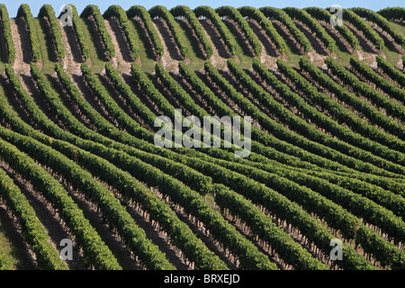 Vignoble de cognac, APPARTENANT À LA FAMILLE FRAPIN SITUÉE EN GRANDE CHAMPAGNE, SONNEVILLE-CAMPING NATURISTE LA GENÈSE, Charente (16), FRANCE Banque D'Images