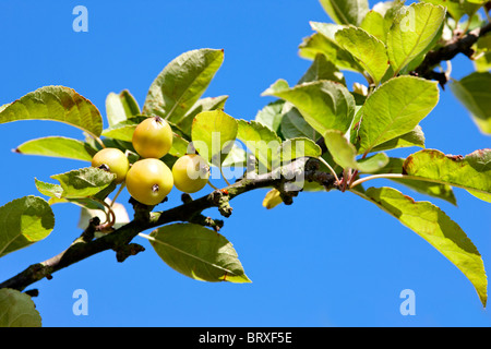 Pommettes - Malus 'Golden Hornet' Banque D'Images