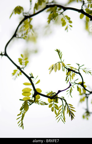 Un arbre de direction - le robinier faux acacia avec feuillage vert délicat et un fond Banque D'Images