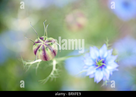 Nigella damascena, la graine du Royaume-Uni d'été Banque D'Images