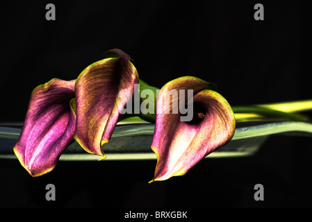 La beauté d'un nénuphar de Calla reposant sur une plaque de verre dans le portrait du soleil de fin de soirée Banque D'Images