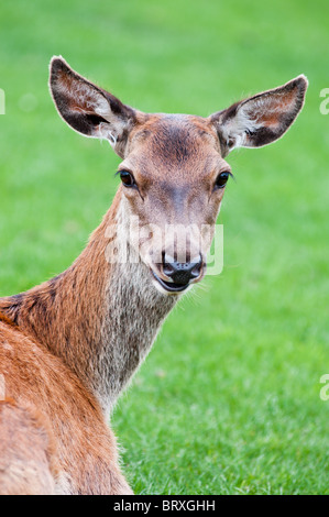 Un gros plan d'une femelle Red Deer ou Hind - Cervus elaphus Banque D'Images