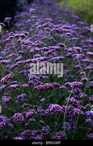 Verbena bonariensis Verveine argentin, en pleine croissance, à l'Eden Project à Cornwall, Royaume-Uni Banque D'Images