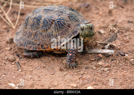 L'homme fort orné (tortues Terrapene ornata) Banque D'Images