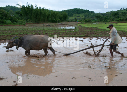 Agriculteur labourant sa rizière avec buffalo. shan Hills. Myanmar Banque D'Images