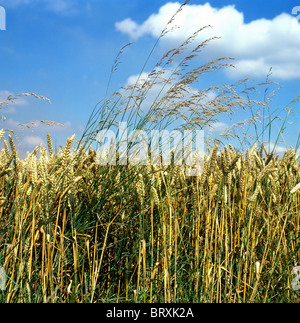 Hauteur de l'herbe d'avoine ou de la table d'oignon (Arrhenatherum elatius) Mauvaises herbes annuelles dans les cultures de blé mûrs Banque D'Images
