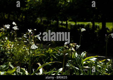 White Lily Powell, Crinum x powellii 'Album' Banque D'Images