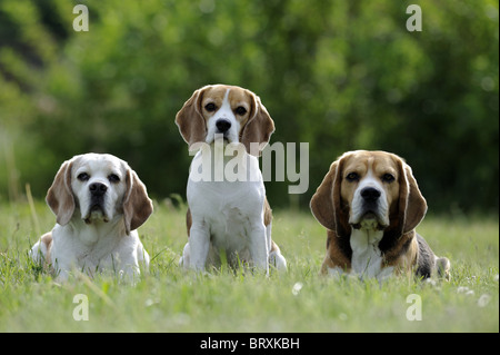 Beagle (Canis lupus familiaris). Trois individus les uns à côté des autres sur un pré. Banque D'Images