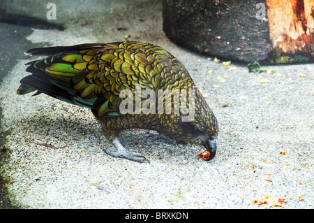 Nouvelle Zélande, île du Sud, Kea (Nestor notabilis), Milford Road, Fiordland, Banque D'Images