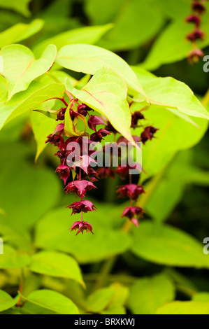 Leycesteria formosa, chèvrefeuille de l'Himalaya ou Berry Faisan Banque D'Images