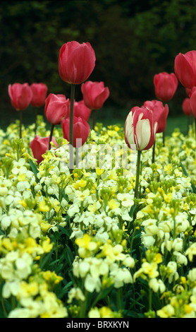 Close up de tulipes rouges sous-planté de giroflées jaune Banque D'Images