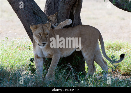 La lecture de jeune lion. 2 Banque D'Images