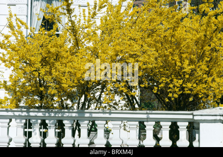 Forsythia jaune au-dessus de plus en plus balastrade blanc en face de townhouse Banque D'Images