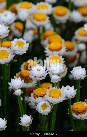 Ammobium alatum 'bikini' winged everlasting blanc et jaune fleur ronde petite tige mince tige étroite structure Banque D'Images