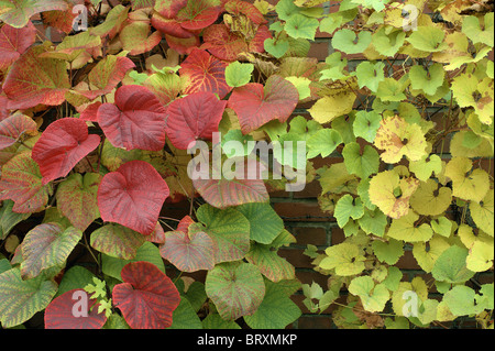 Crimson Glory Vine Gloryvine feuilles multicolores en automne Vitis Coignetiae Banque D'Images