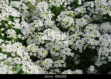 Lobularia maritima syn Alyssum tapis de neige blanc wonderland cultivar fleur fleur profuse masse annuelle profusion color Banque D'Images