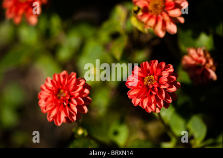 Dahlias nains de couleur vive en fleurs à l'Eden Project à Cornwall, Royaume-Uni Banque D'Images