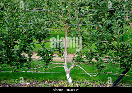 L'espalier formés POMMIER Malus domestica fruit arbre cultivé en forme de forme contrôlée contrôle espaliered Banque D'Images