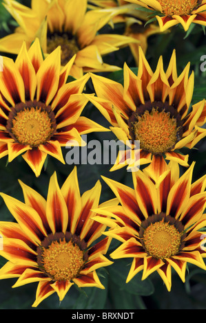 Gazania f1 kiss flamme jaune, la moitié hardy vivace annuel vibrant jaune et une bande rouge Banque D'Images