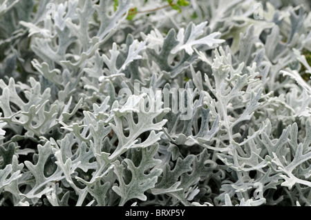 Senecio cineraria Cineraria Maritima vivace méditerranéenne la poussière d'argent largement cultivée comme annuelle estimé d'argent-comme des feuilles Banque D'Images