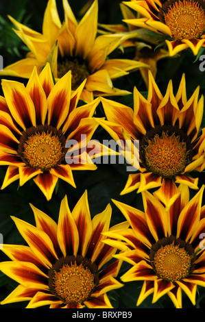 Gazania f1 kiss flamme jaune, la moitié hardy vivace annuel vibrant jaune et une bande rouge Banque D'Images